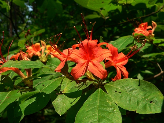 {Rhododendron cumberlandense}